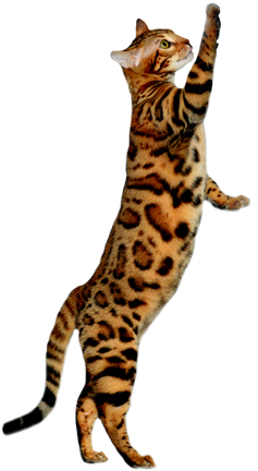 Detail Bengal Cat Png Nomer 26