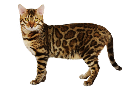 Detail Bengal Cat Png Nomer 29