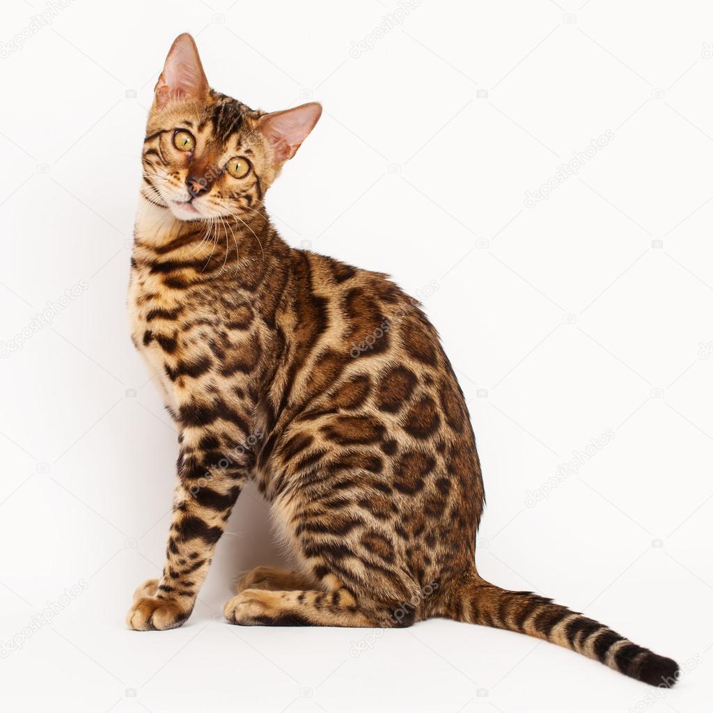 Detail Bengal Cat Png Nomer 33