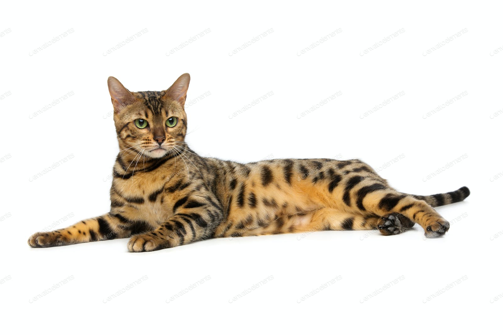 Detail Bengal Cat Png Nomer 40