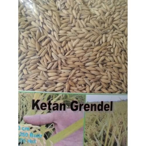 Detail Benih Padi Ketan Thailand Nomer 26