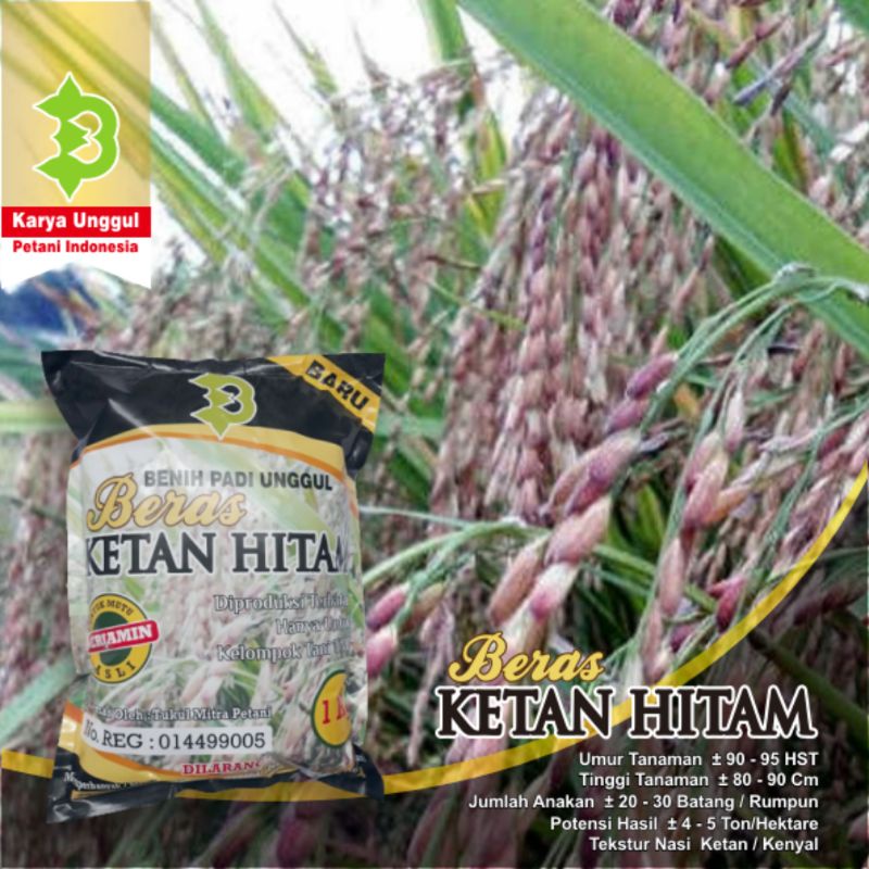 Detail Benih Padi Ketan Thailand Nomer 33