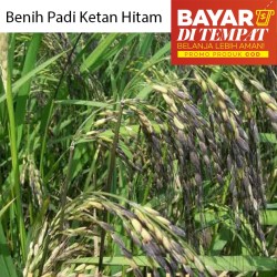 Detail Benih Padi Ketan Thailand Nomer 50