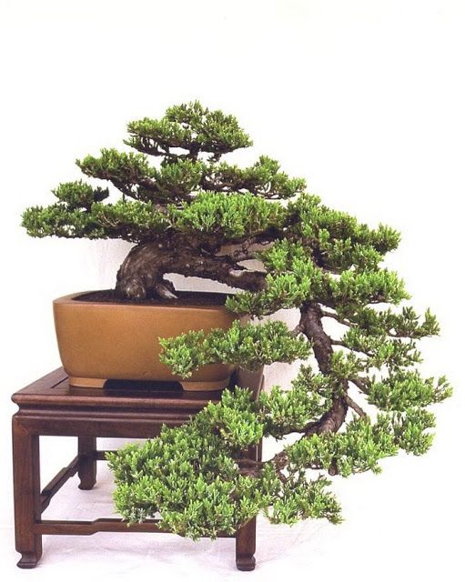 Detail Bentuk Bentuk Bonsai Nomer 19