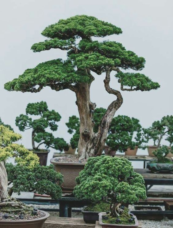 Detail Bentuk Bentuk Bonsai Nomer 21