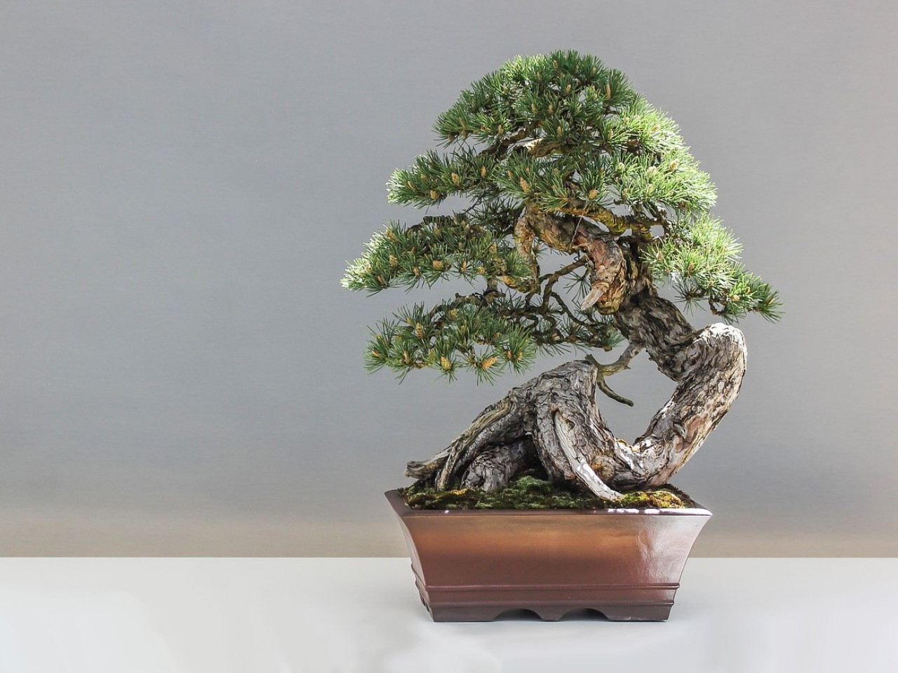 Detail Bentuk Bentuk Bonsai Nomer 22