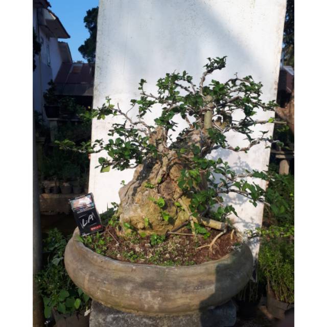 Detail Bentuk Bentuk Bonsai Nomer 42