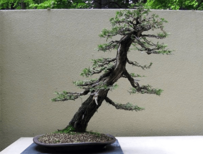 Detail Bentuk Bentuk Bonsai Nomer 43