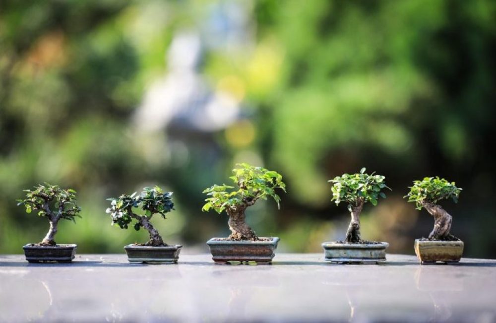 Detail Bentuk Bentuk Bonsai Nomer 46