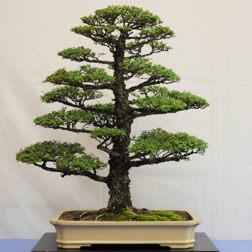 Detail Bentuk Bonsai Yang Bagus Nomer 2