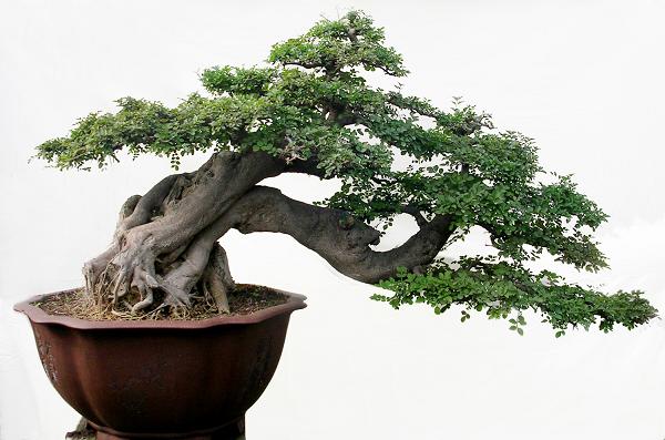 Detail Bentuk Bonsai Yang Bagus Nomer 13