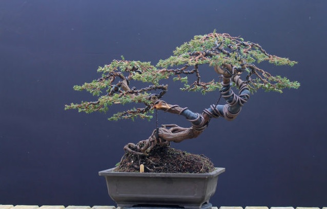 Detail Bentuk Bonsai Yang Bagus Nomer 23