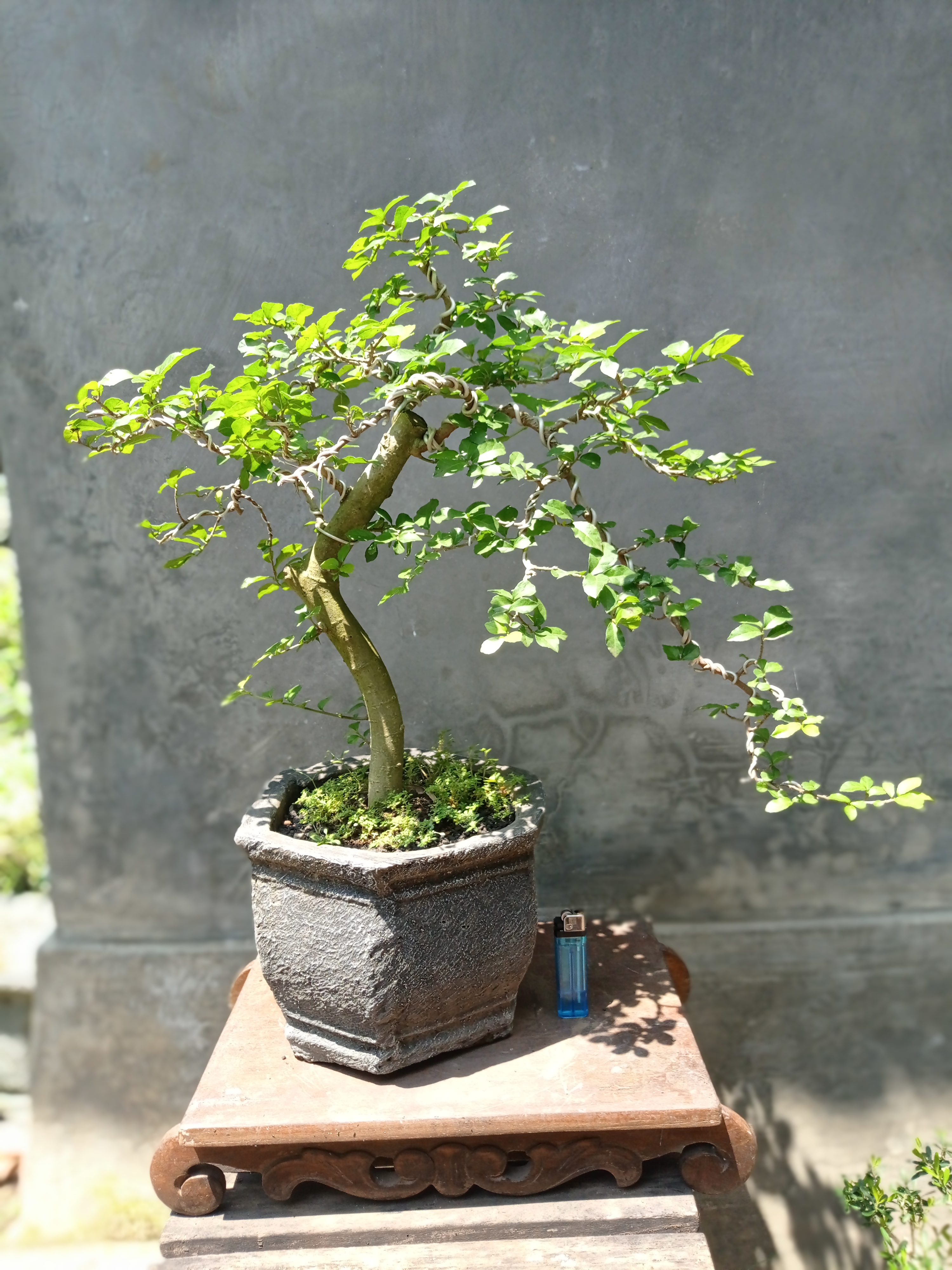 Detail Bentuk Bonsai Yang Bagus Nomer 24