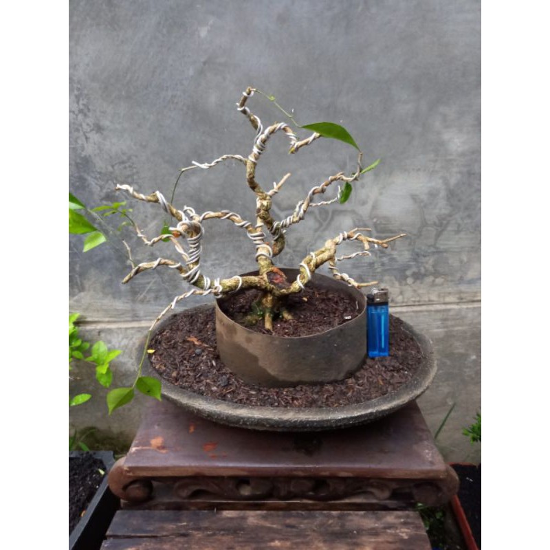 Detail Bentuk Bonsai Yang Bagus Nomer 33