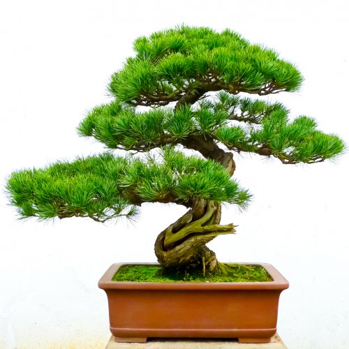 Detail Bentuk Bonsai Yang Bagus Nomer 35