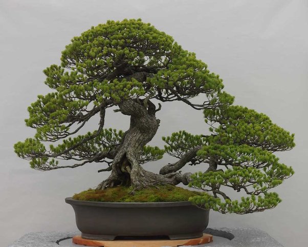 Detail Bentuk Bonsai Yang Bagus Nomer 37