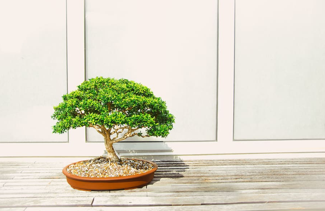 Detail Bentuk Bonsai Yang Bagus Nomer 43