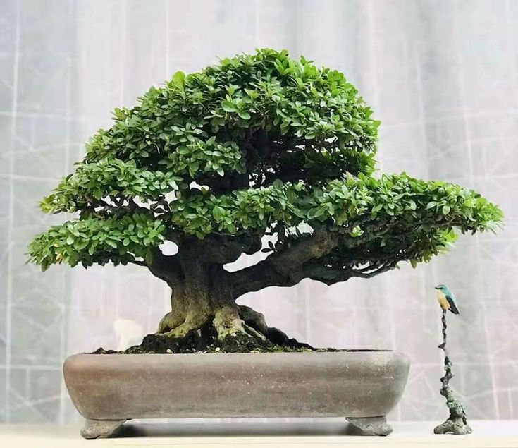 Detail Bentuk Bonsai Yang Bagus Nomer 45