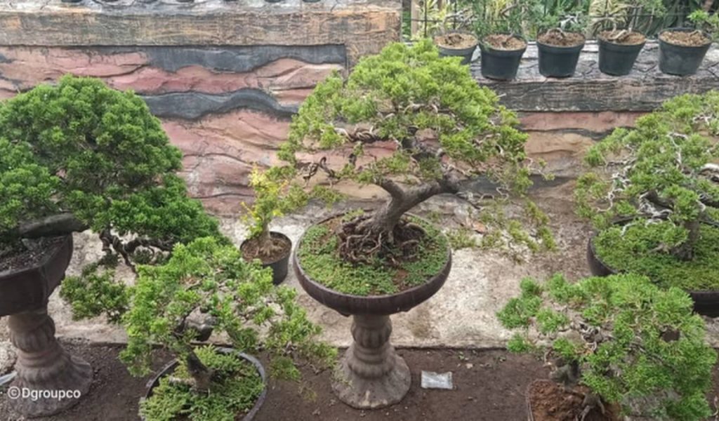 Detail Bentuk Bonsai Yang Bagus Nomer 49