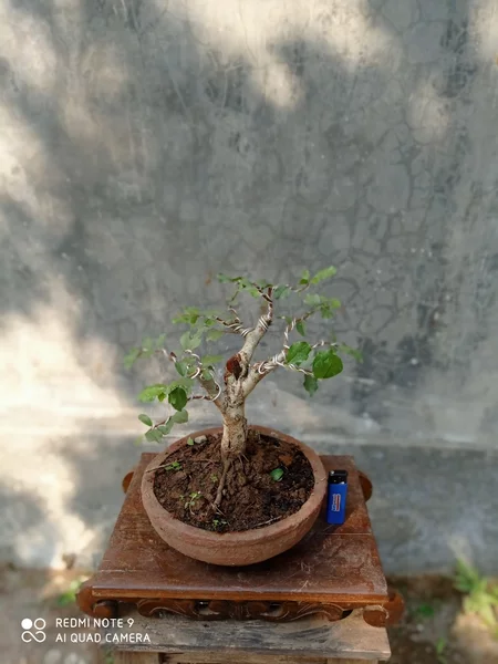 Detail Bentuk Bonsai Yang Bagus Nomer 50