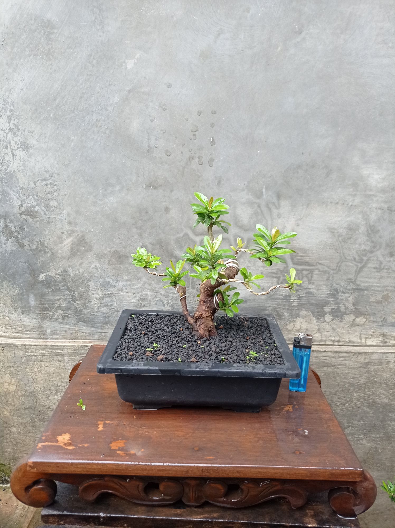 Detail Bentuk Bonsai Yang Bagus Nomer 52