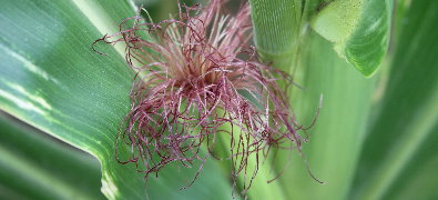 Detail Bentuk Bunga Jagung Nomer 2