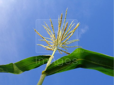 Detail Bentuk Bunga Jagung Nomer 28