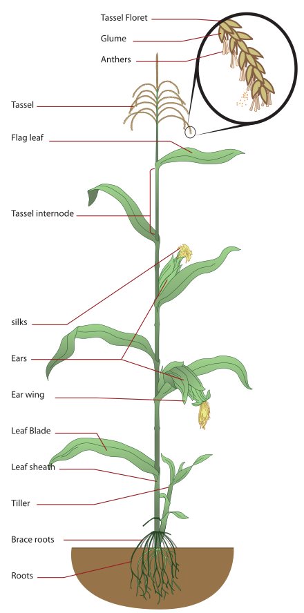 Detail Bentuk Bunga Jagung Nomer 5