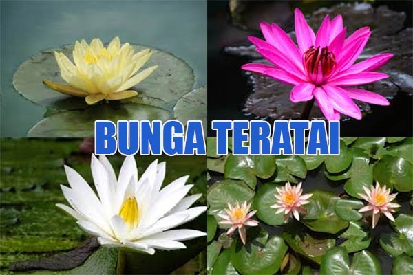 Detail Bentuk Bunga Teratai Nomer 46