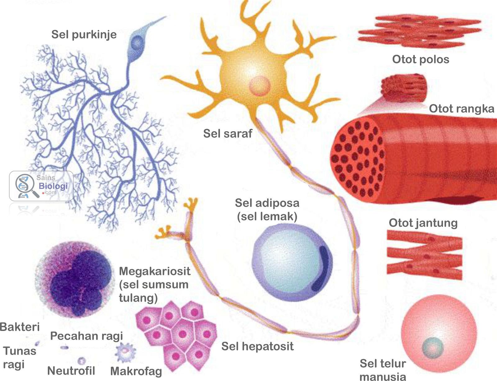 Detail Bentuk Dan Gambar Bakteri Amiololitik Nomer 4