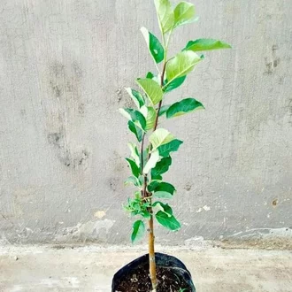 Detail Bentuk Daun Apel Nomer 33