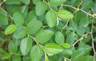 Bentuk Daun Bidara - KibrisPDR