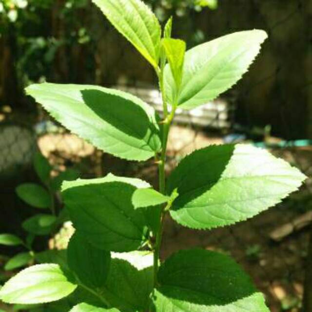 Detail Bentuk Daun Bidara Nomer 13
