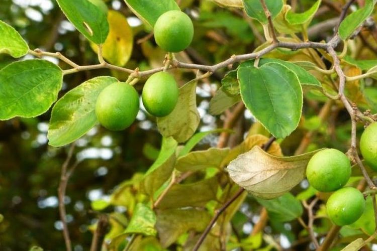 Detail Bentuk Daun Bidara Nomer 14