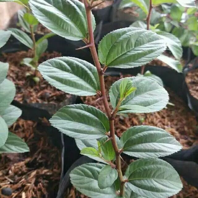 Detail Bentuk Daun Bidara Nomer 15