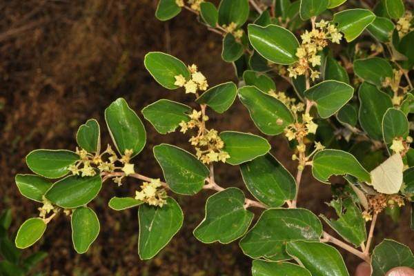 Detail Bentuk Daun Bidara Nomer 16