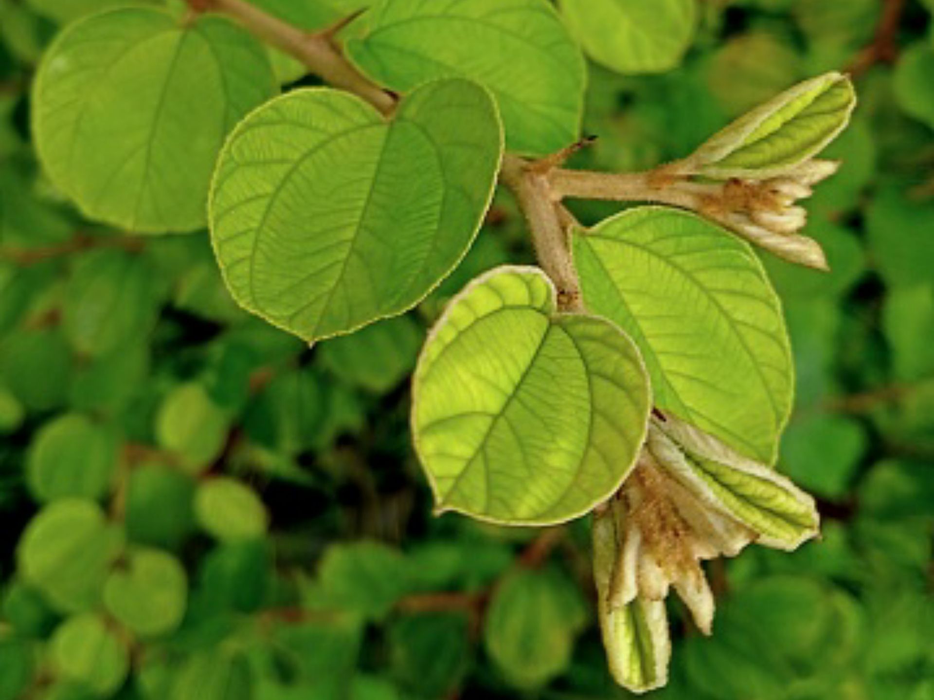 Detail Bentuk Daun Bidara Nomer 17
