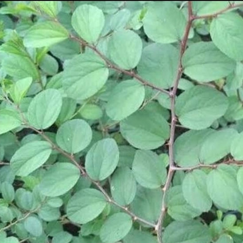 Detail Bentuk Daun Bidara Nomer 18