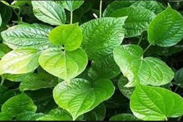 Detail Bentuk Daun Bidara Nomer 19