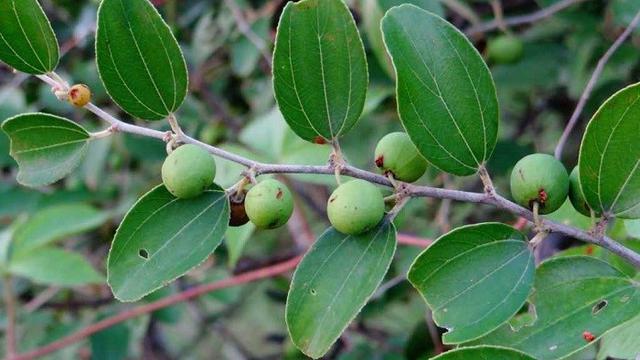 Detail Bentuk Daun Bidara Nomer 3