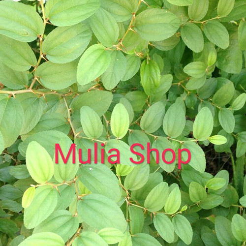 Detail Bentuk Daun Bidara Nomer 21
