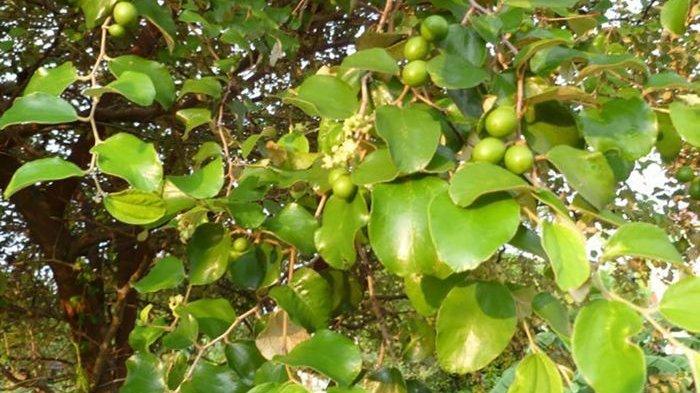 Detail Bentuk Daun Bidara Nomer 22