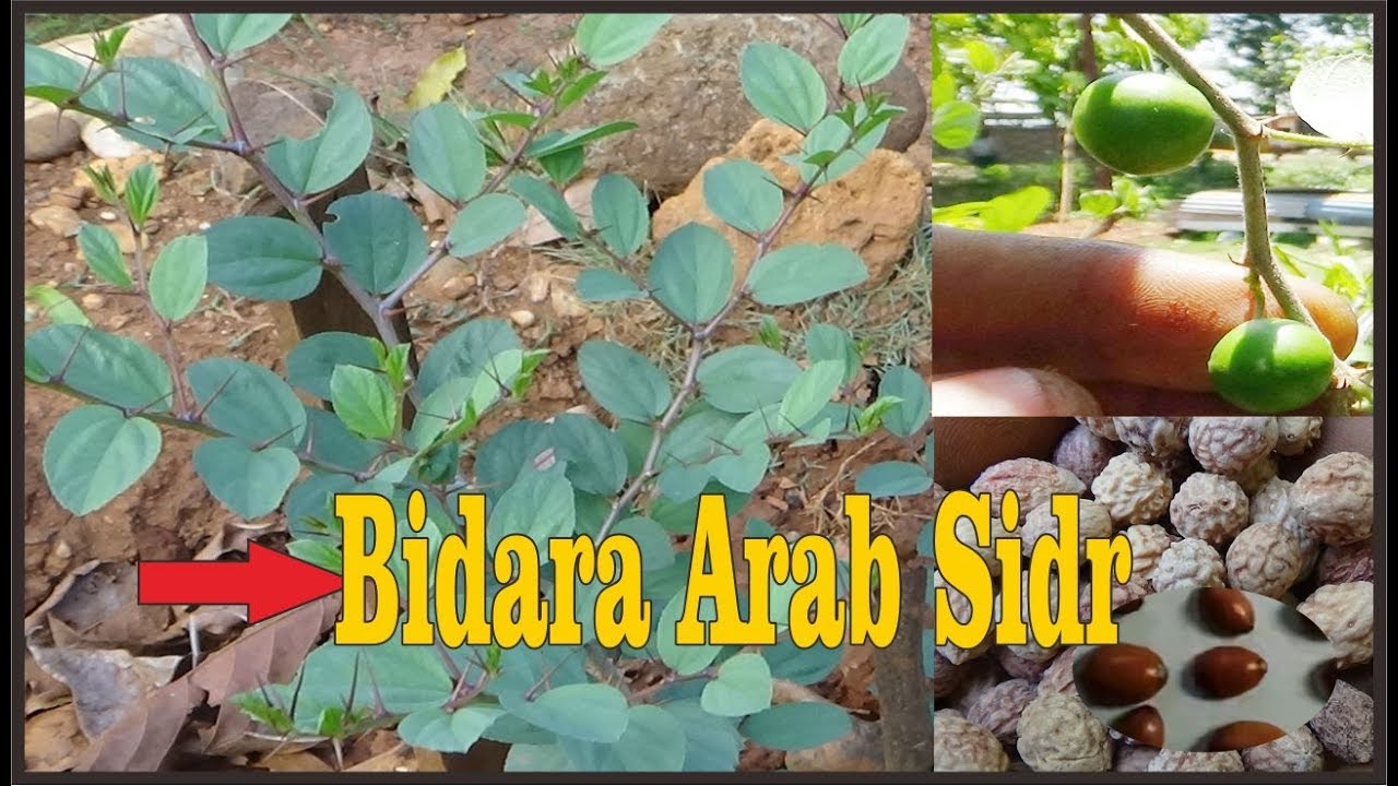 Detail Bentuk Daun Bidara Nomer 23