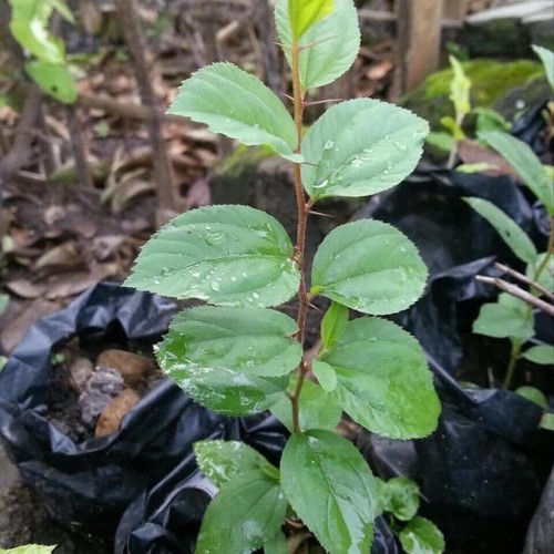Detail Bentuk Daun Bidara Nomer 25