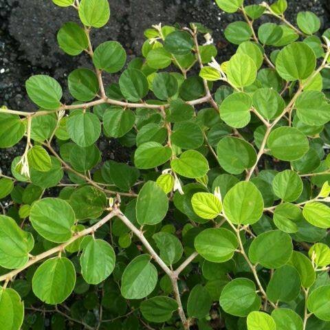 Detail Bentuk Daun Bidara Nomer 26