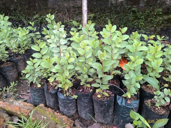 Detail Bentuk Daun Bidara Nomer 27