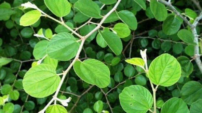 Detail Bentuk Daun Bidara Nomer 4