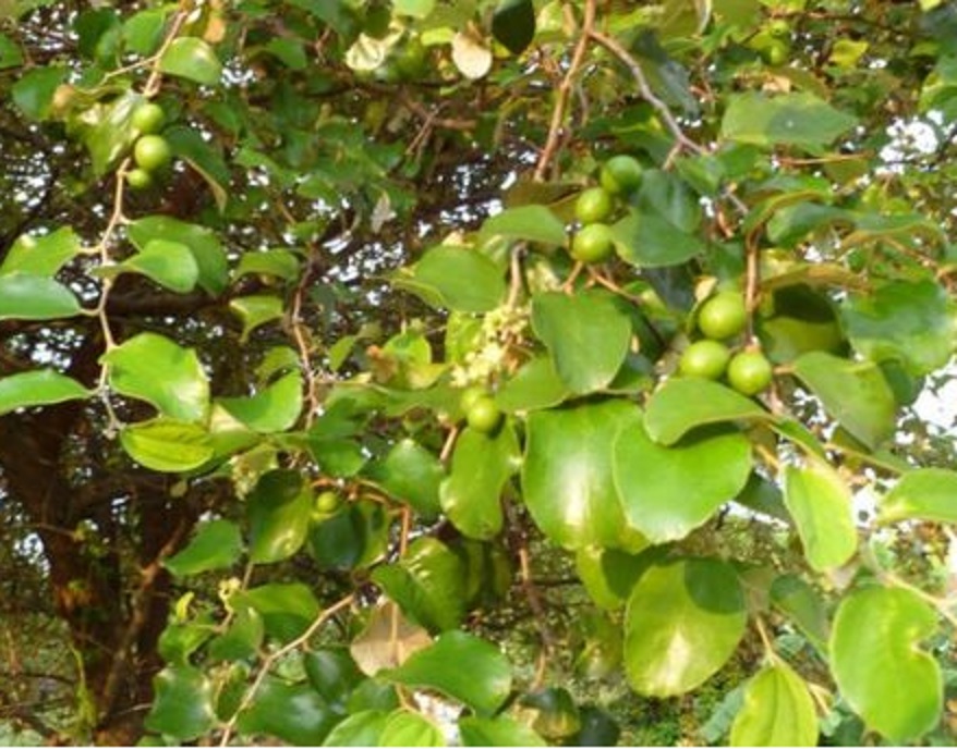 Detail Bentuk Daun Bidara Nomer 31