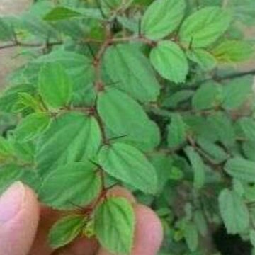 Detail Bentuk Daun Bidara Nomer 33