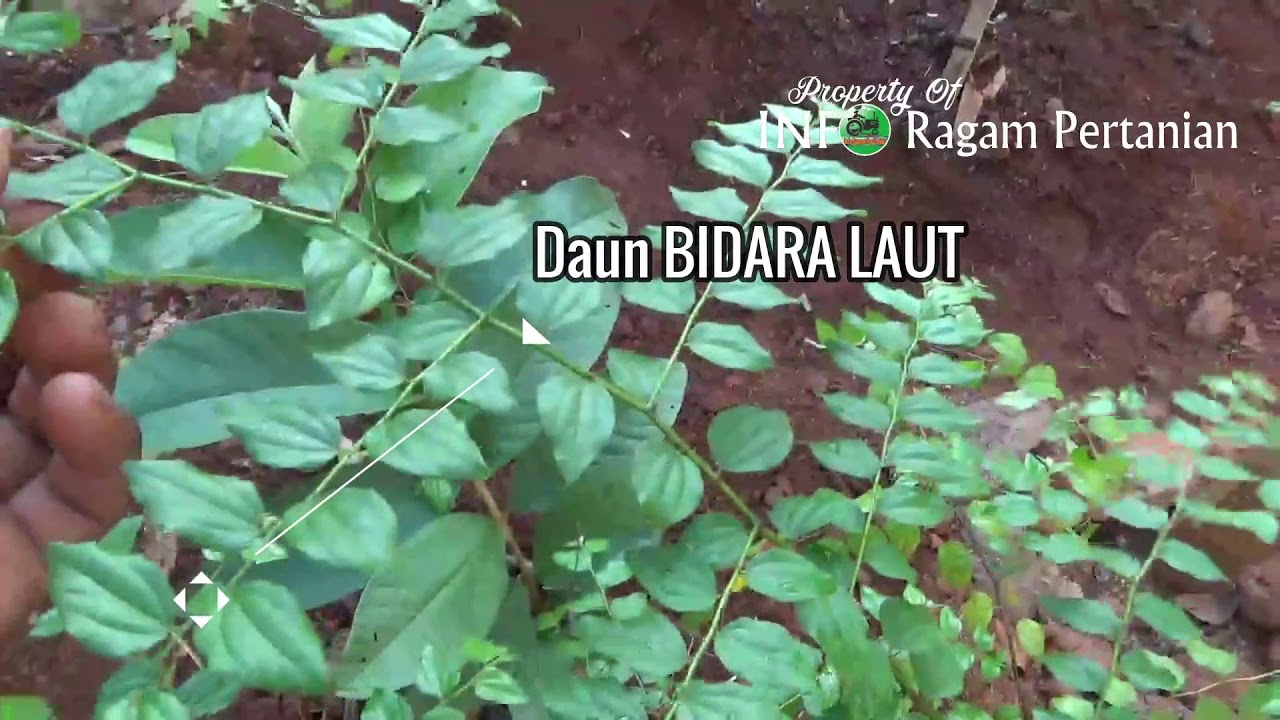 Detail Bentuk Daun Bidara Nomer 34